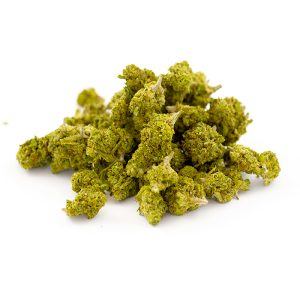 Critical Kush Indoor Hydro small bud