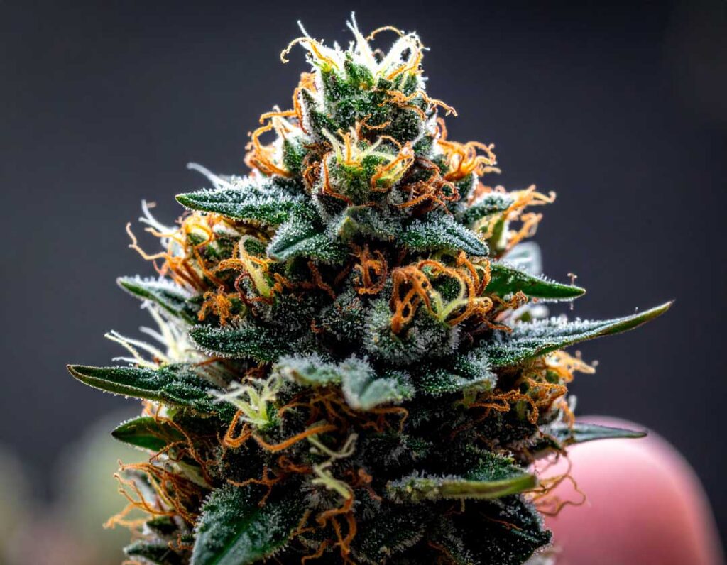 Co je dekarboxylace CBD? 1 fleur-de-cbd-décarboxylés