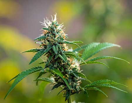 La Décarboxylation 2 fleur-de-cbda-décarboxylation