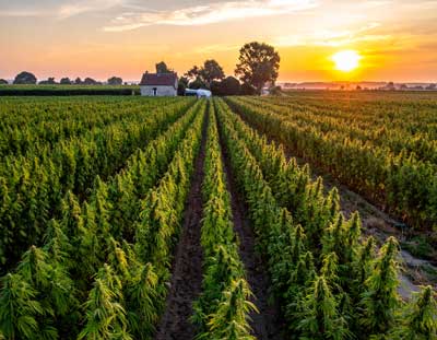 Which hemp varieties are authorized for CBD cultivation in France? 3 Which-hemp-varieties-are-authorized-for-CBD-in-francejpg
