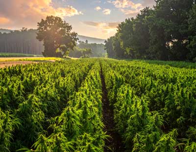 Which hemp varieties are authorized for CBD cultivation in France? 2 hemp-varieties-are-authorized-for-CBD