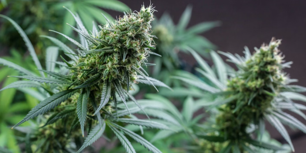 Vše, co potřebujete vědět o léčebném konopí ve Francii 1 France cannabis medical 2026
