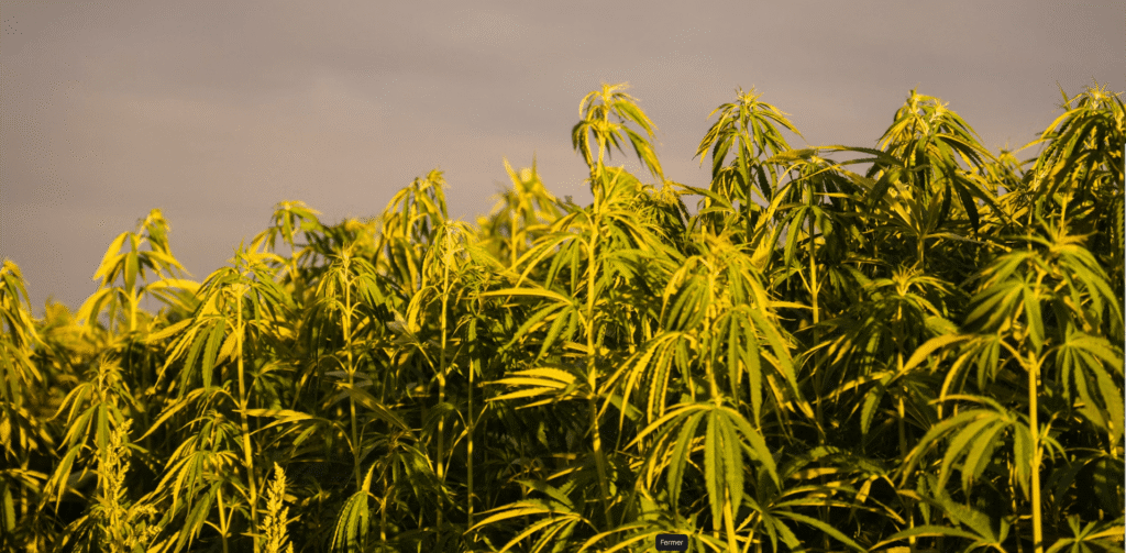 CBD potraviny ve Francii: proč konopný průmysl žaluje vládu 1 francie cbd conseil état